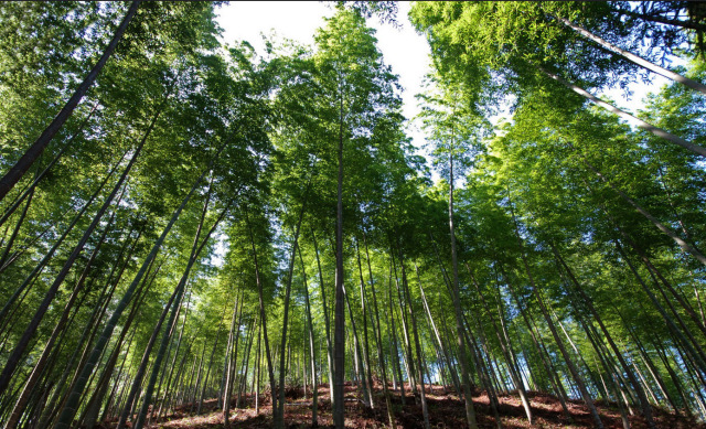 Bamboo: a reliable ally for land repair