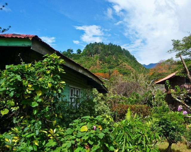 A Panama hat technique? Greater carbon stock, stakeholder income and also forest cover