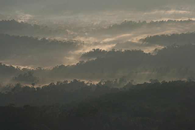 We understand Merely exactly how Woodlands Altered this Month, Thanks to New Satellite Alerts