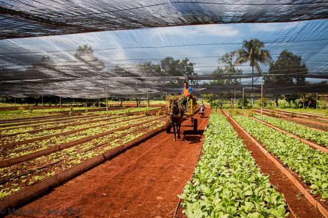 Cuba’s lasting farming at risk in UNITED STATE thaw