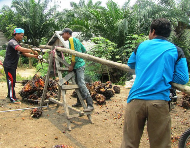 Hand oil nationwide politics restrain sustainability in Southeast Asia