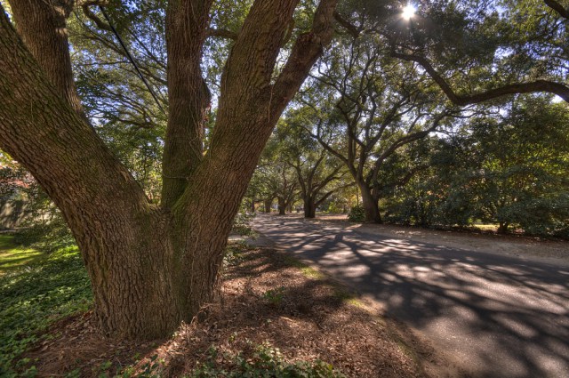 Why a lot more cities require to add up the financial value for money for cash of trees