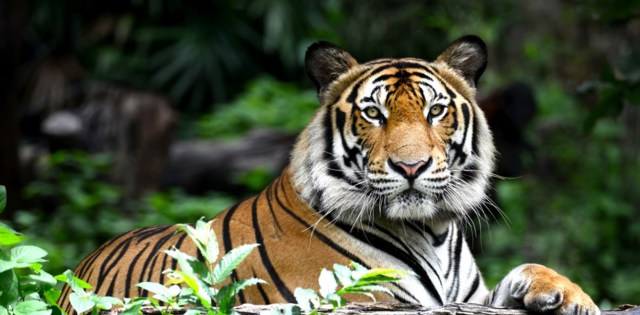 Excellent news for the only placement on Earth where tigers, rhinocerouses, orangutans along with elephants cohabit