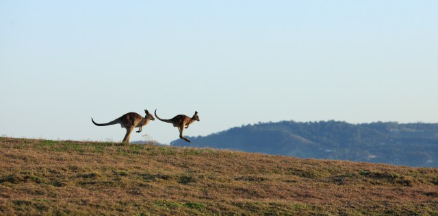 Eat locals: exchanging lamb as well as additionally cows for kangaroos along with camels could potentially assist our setting